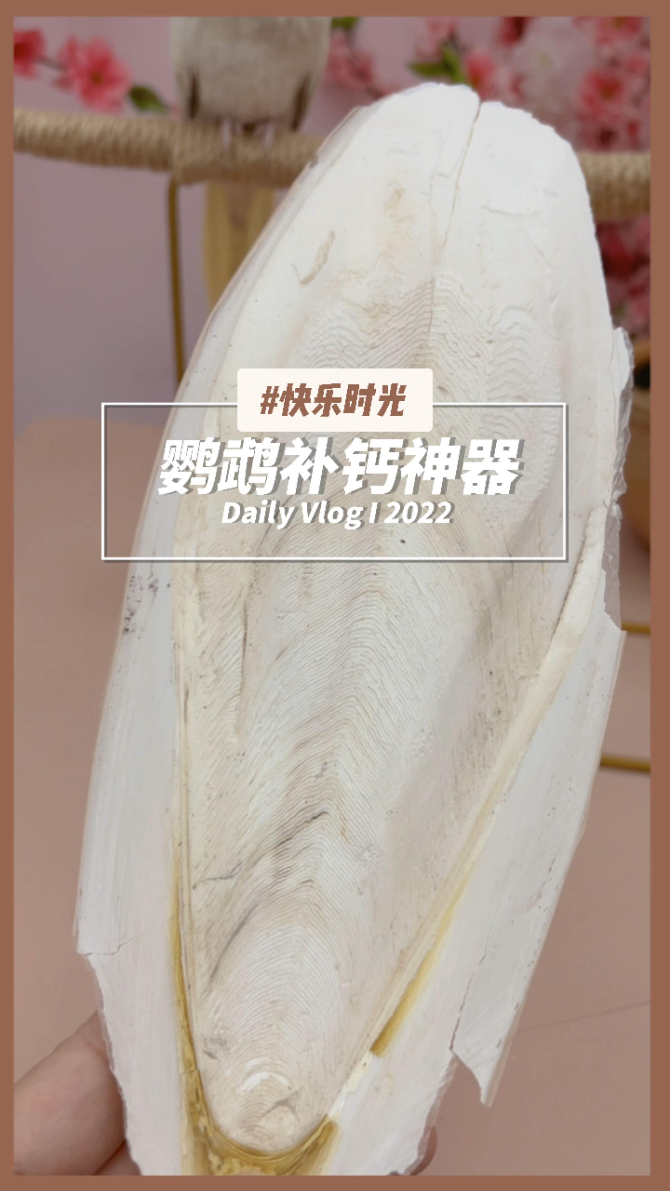 墨鱼骨,是鹦鹉补钙必备神器,磨喙补钙生长慢都可以用
