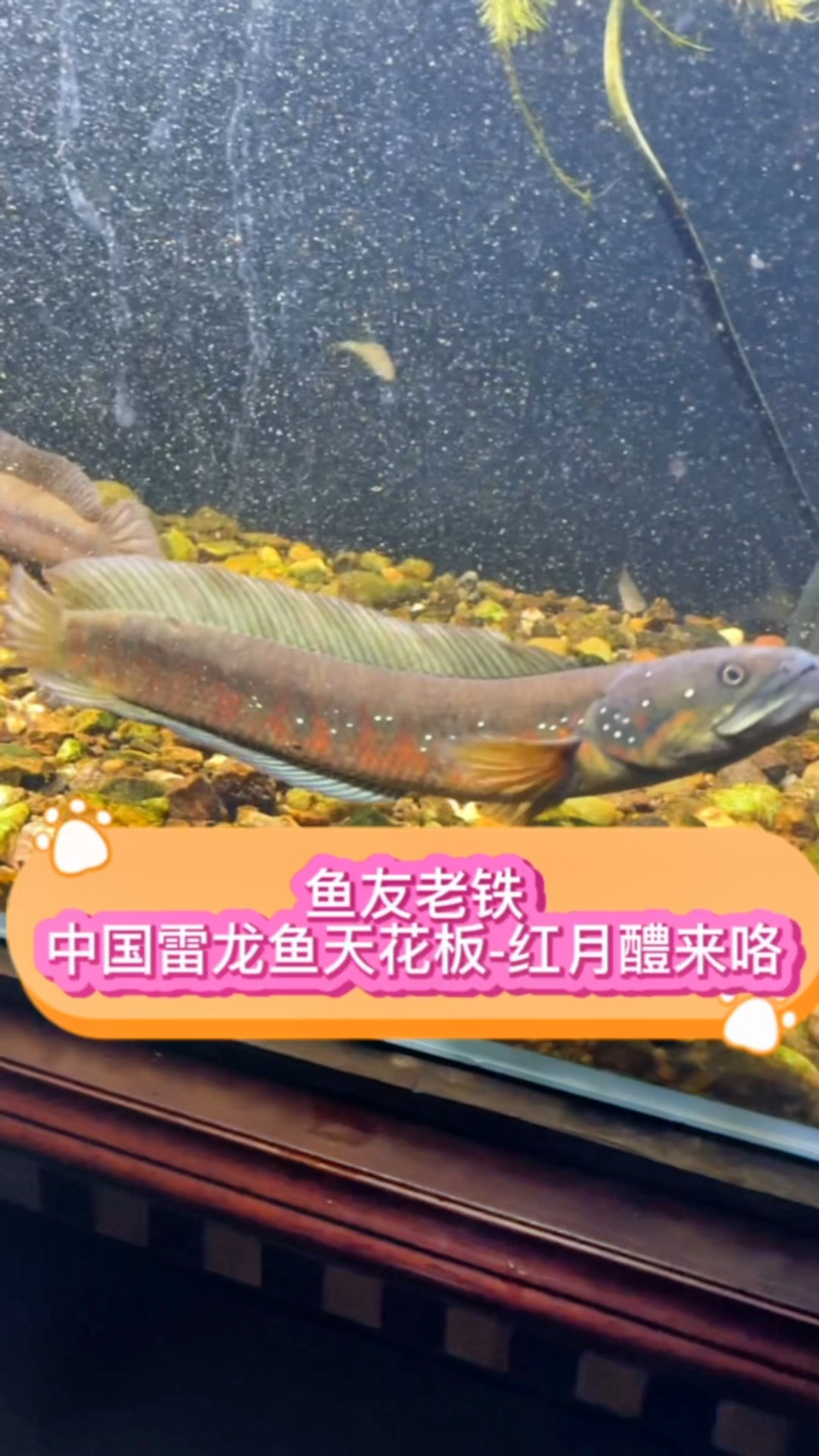 鱼友老铁,中国雷龙鱼的天花板-红月鳢雷龙来咯!#水族 #雷龙鱼 #观赏鱼