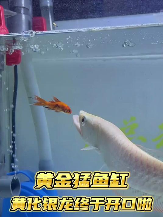 黄金猛鱼缸,黄化银龙终于开口啦