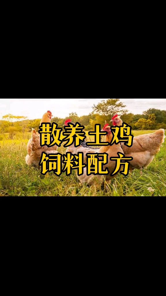 散养土鸡饲料配方