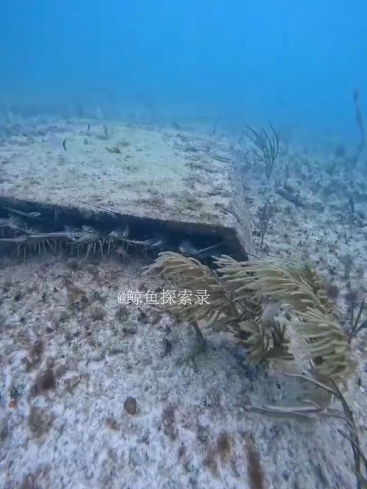 户外捕鱼:渔民下海潜水捕鱼在石板下方抓龙虾