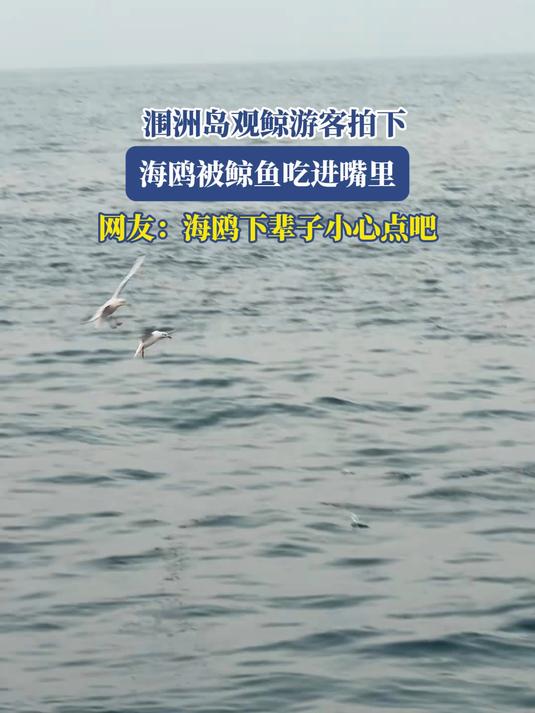 涠洲岛观鲸游客拍下,海鸥被鲸鱼吃进嘴里,海鸥下辈子小心点吧