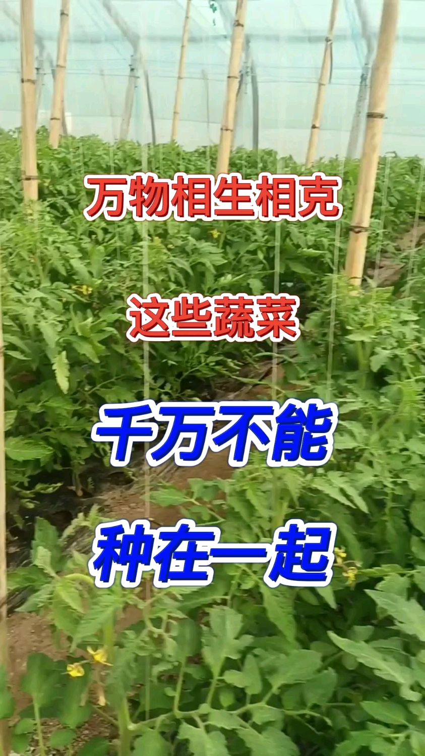 这些蔬菜,千万不要种在一起