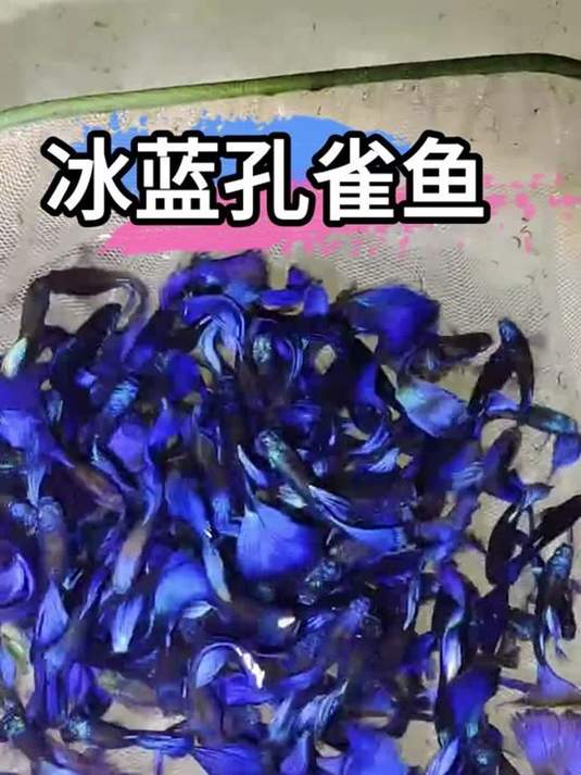 冰蓝孔雀鱼,为啥养鱼人都爱?丝滑耀眼太迷人!