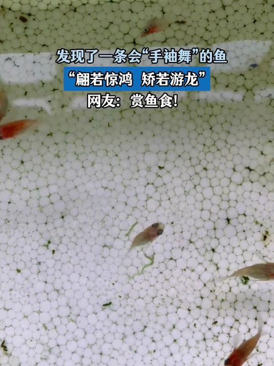 发现了会“手袖舞”的鱼,“翩若惊鸿矫若游龙”网友:赏鱼食!