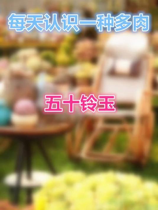 羽安讲多肉：我养不活五十铃玉