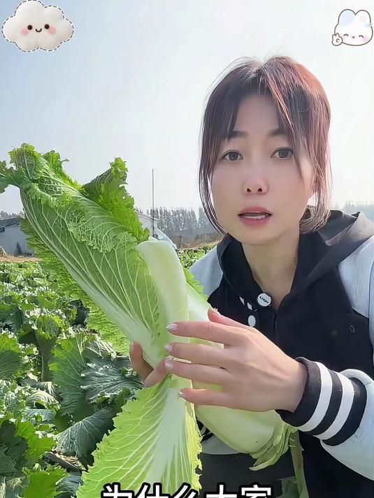 入冬三件套龙芽大白菜您一定不能错过!_无筋无丝开锅就烂