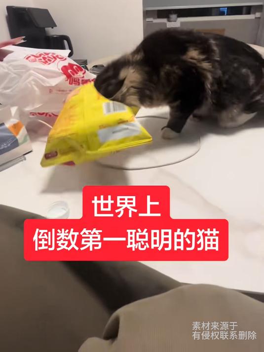 咪：谁把我灯关了？一个猫想吃薯片但是被薯片吃了，网友：甚至不知道用手扒拉一下