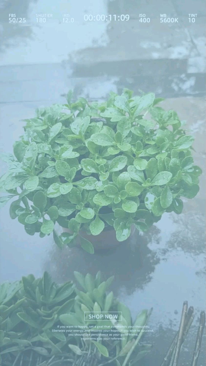 能吃能观赏,养心又补钙,盆栽地栽都可以,这植物真好