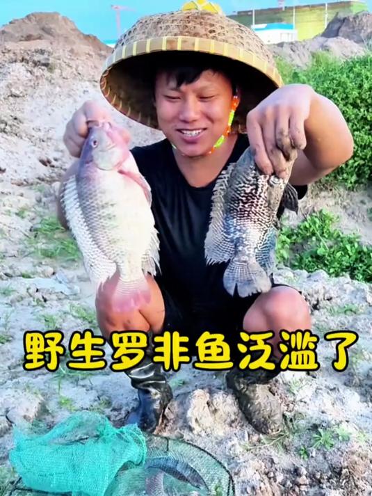 带着40块钱鱼网,抓罗非鱼又爆网了