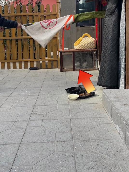 又成功抓住了一只来我院子蹭吃的流浪猫,并成功给他完成了绝育