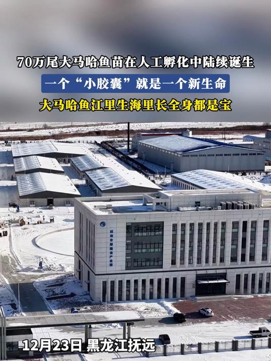 70万尾大马哈鱼苗在人工孵化中陆续诞生