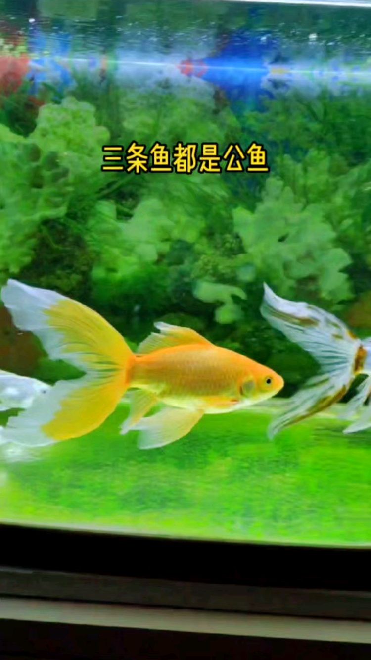 闯缸鱼里面挑出来的2条超大尾巴草金,缠缠绵绵追逐国狮金鱼