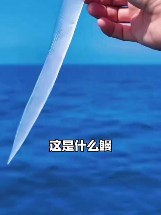 你见过透明的鳗鱼吗?