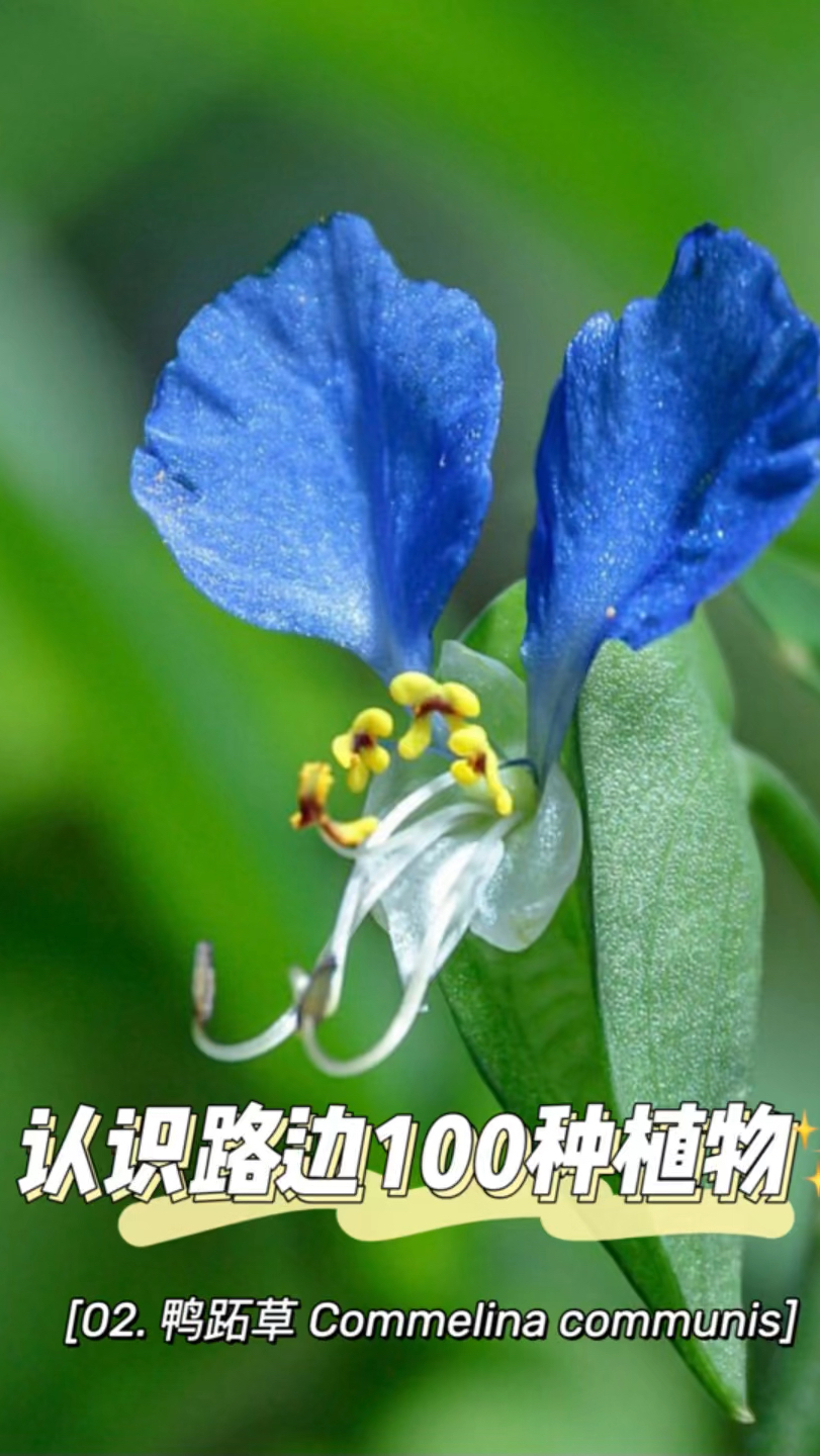 认识路边100种植物|02. 鸭跖草