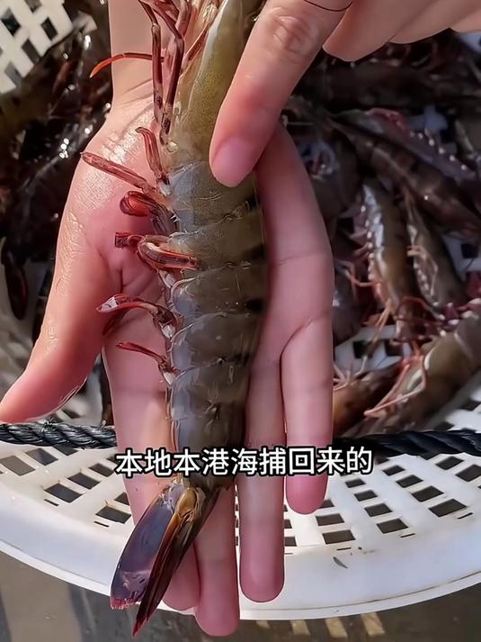新鲜海捕黑虎虾 yyds！肉厚弹牙似牛排，清蒸蘸醋鲜到尖叫～