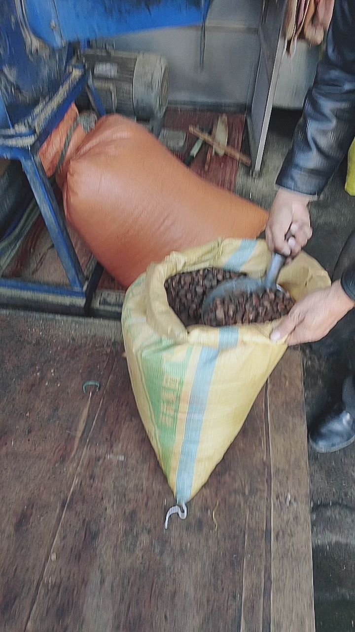 乡村农家山茶油制作过程