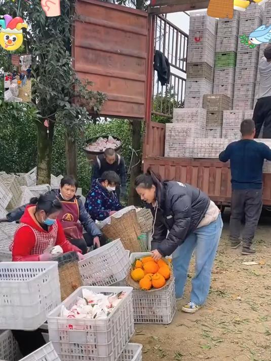 正宗耙耙柑!皮薄肉嫩爆汁,清甜无酸超解腻