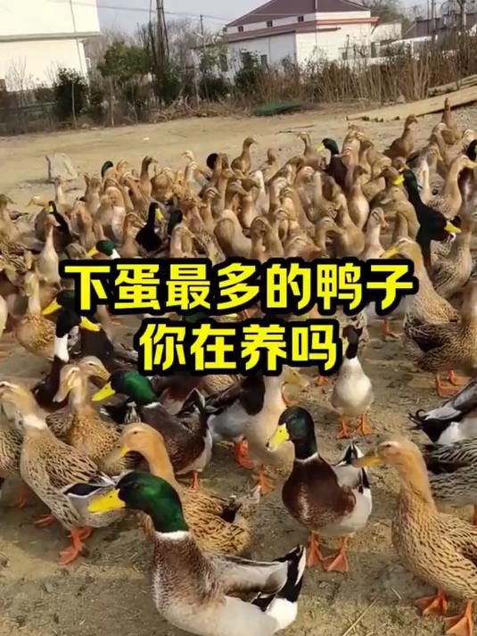 下蛋最多的鸭子你在养吗