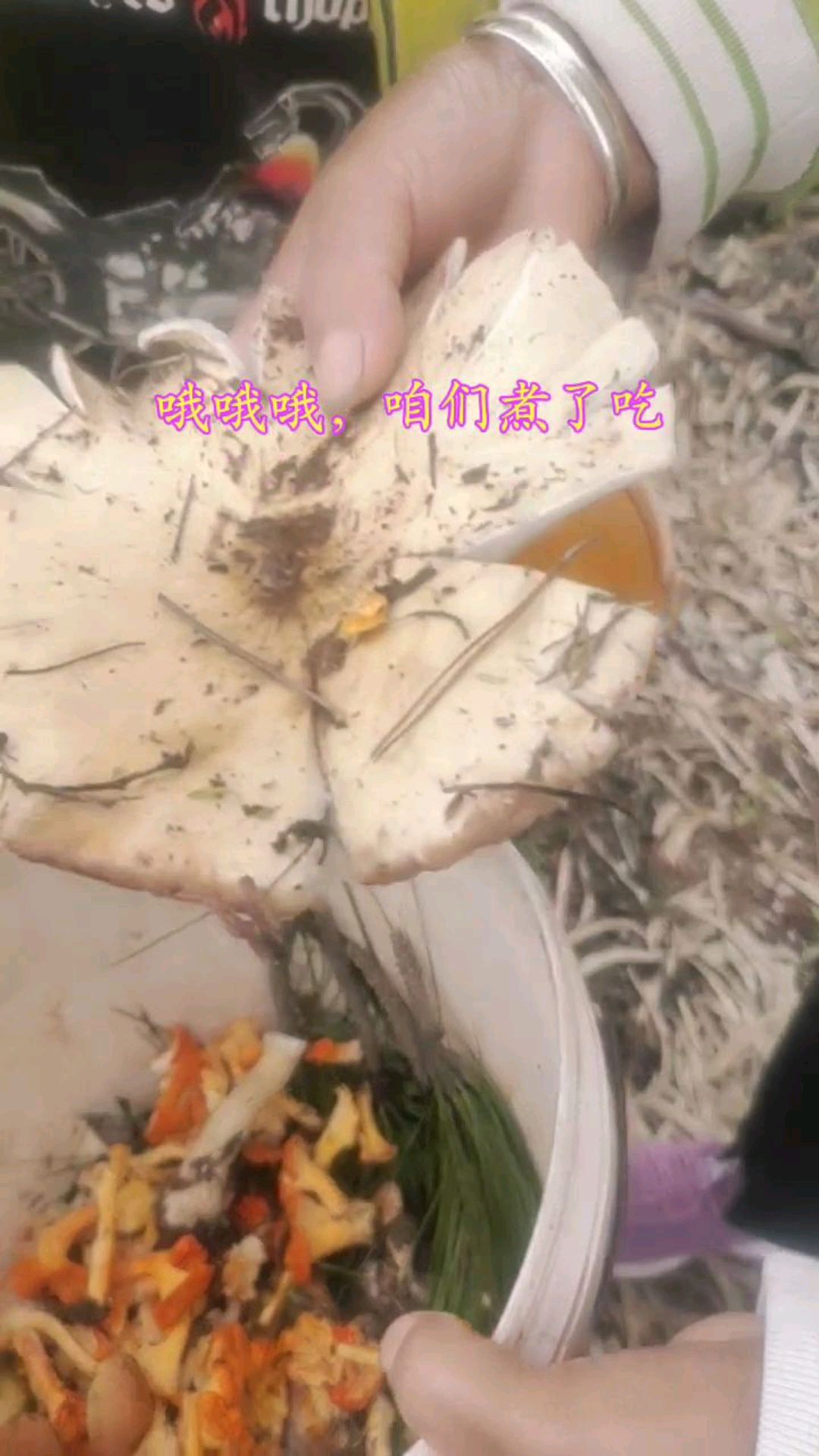 我不是来捡野生菌的