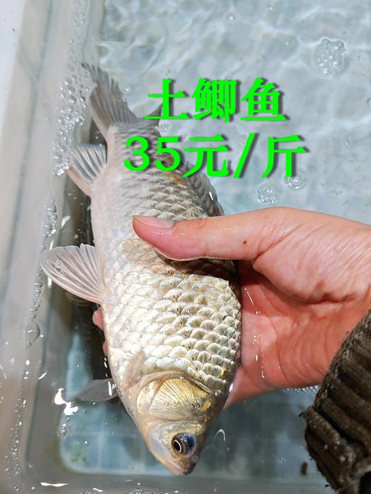 北江河鲜,土鲫最受欢迎,广州荔塱11月下旬