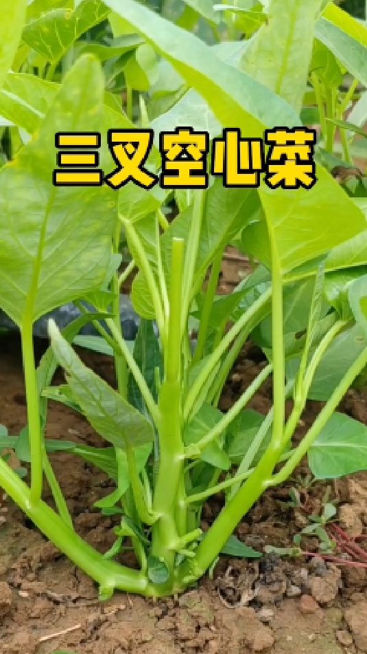 脆甜的三叉空心菜,好吃又好种,一棵能生三个杈