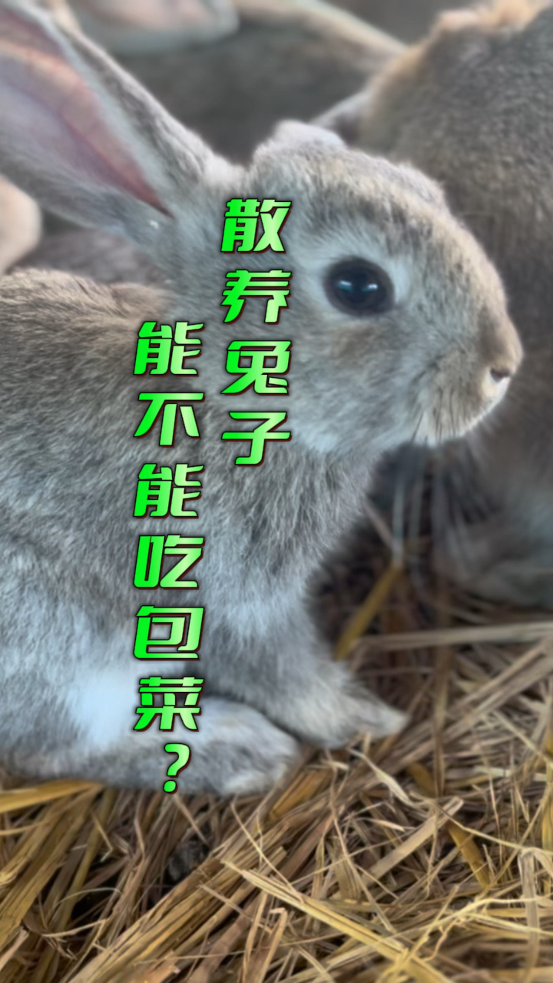 散养兔子能不能吃包菜?