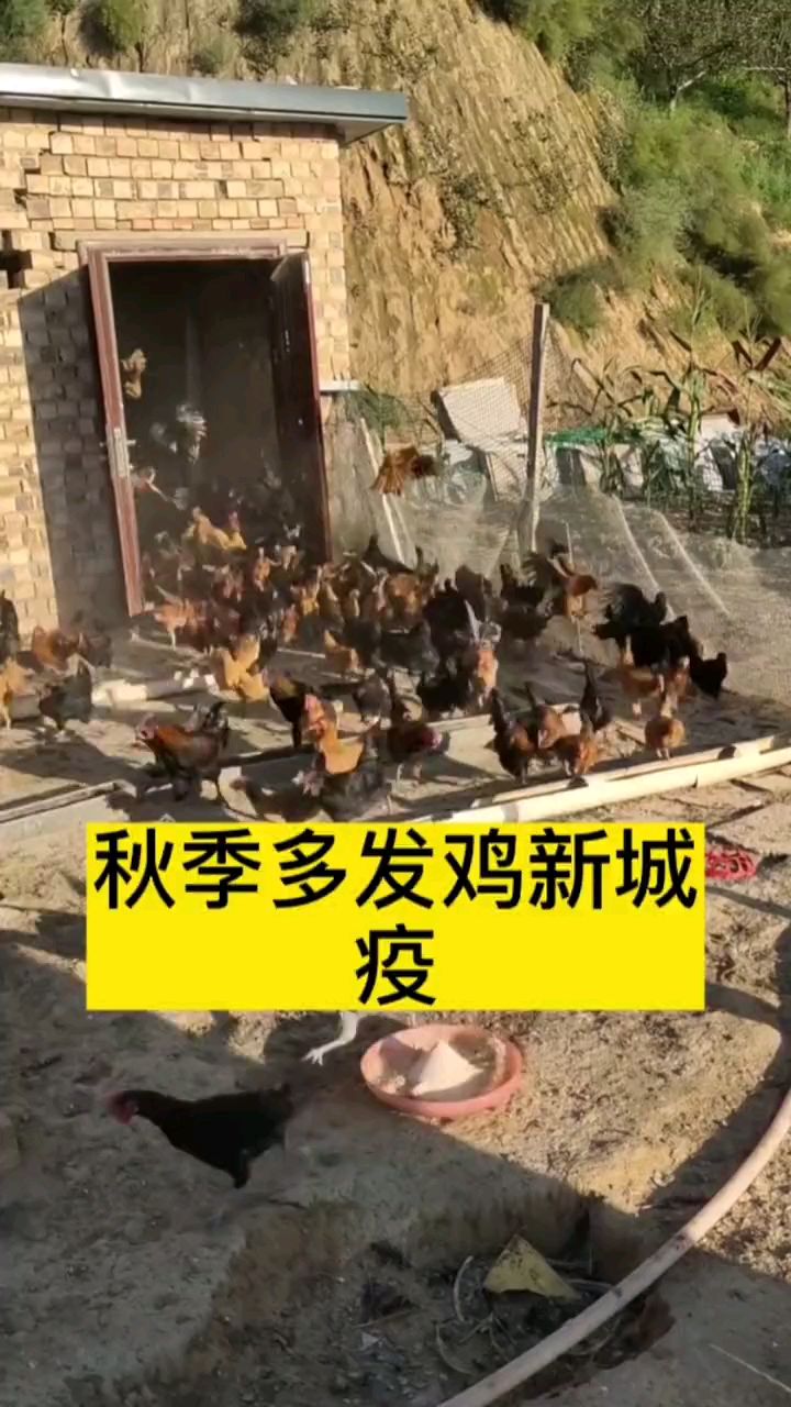 秋季多发鸡新城疫