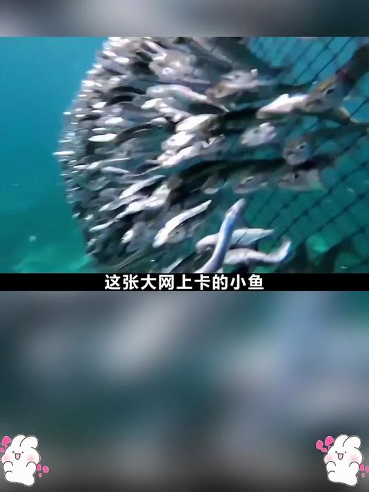 深海小鱼仔,高蛋白低脂肪,美味健康两不误!