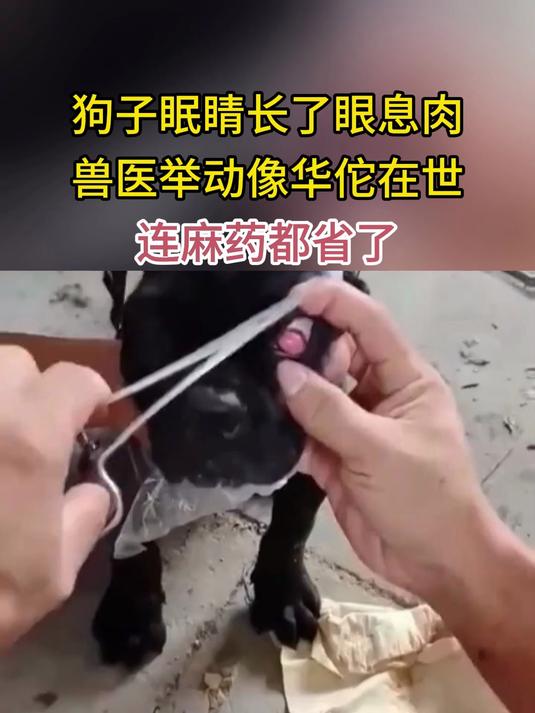 狗子眠睛长了眼息肉 兽医举动像华佗在世 连麻药都省了