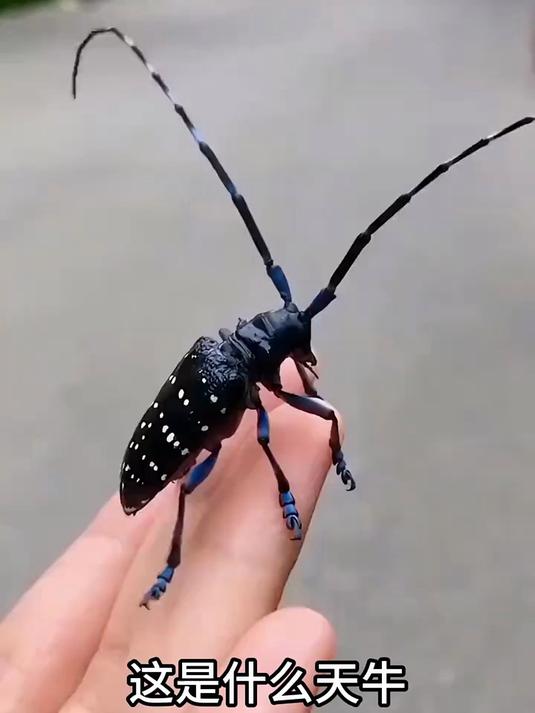 分享科普11种天牛你都认识几种呢?