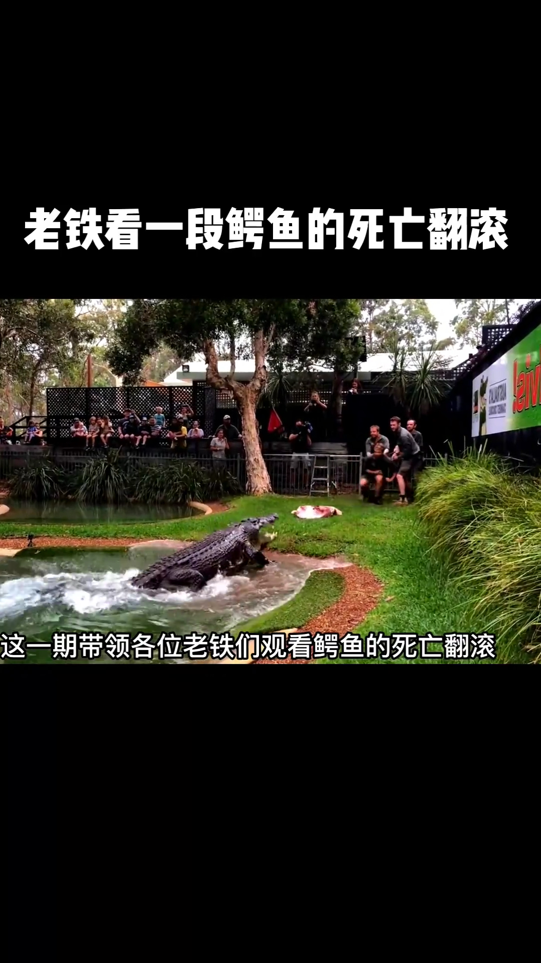 近距离感受鳄鱼的S亡翻滚,真是太震撼了。