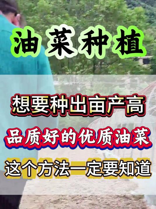 油菜拌种 油菜施肥 油菜种植 油菜种植
