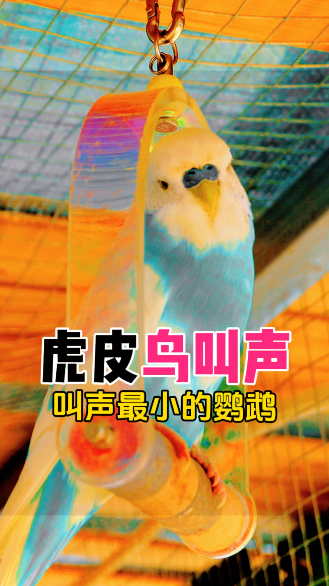 你能接受虎皮鹦鹉这样的叫声在考虑其他品种的鹦鹉吧