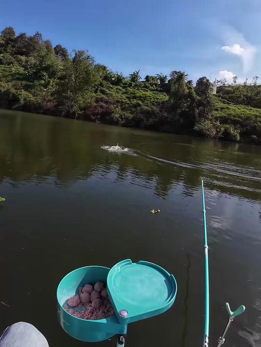 挑战长江流域野生巨型鲢鳙#钓鱼人的乐趣只有钓鱼人懂#