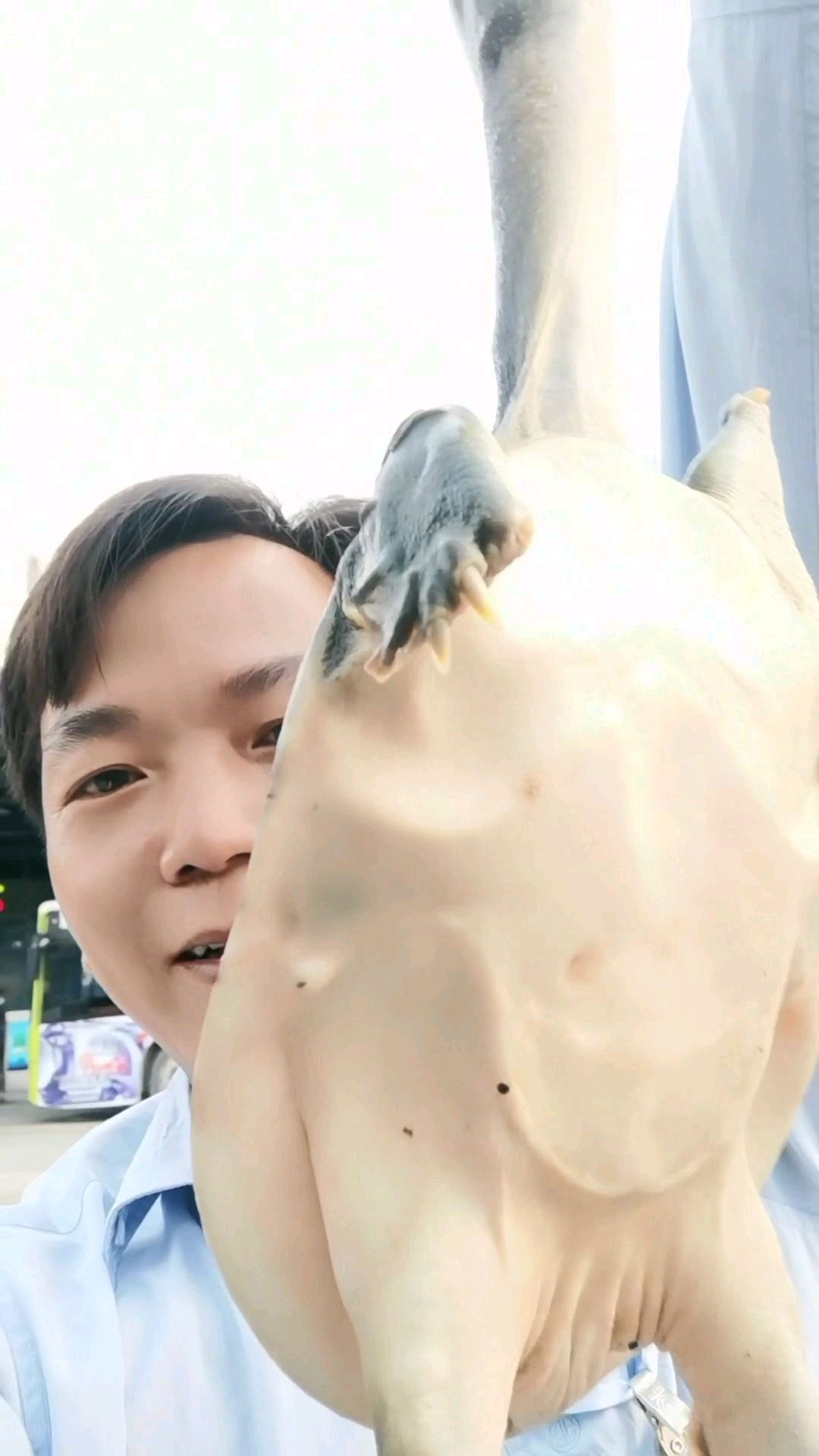 钓上来的野生甲鱼太大了,杀了吃不完怎么办