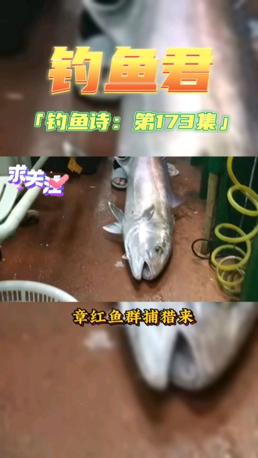 钓鱼君之钓鱼口诀:第173集(钓大章红鱼)鱼类百科,钓过此鱼吗