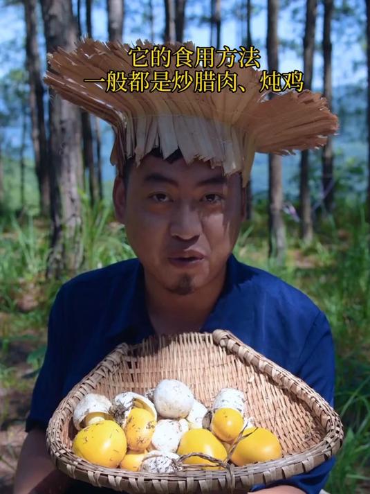 今天详细科普一下鸡蛋菌(橙盖鹅膏菌)