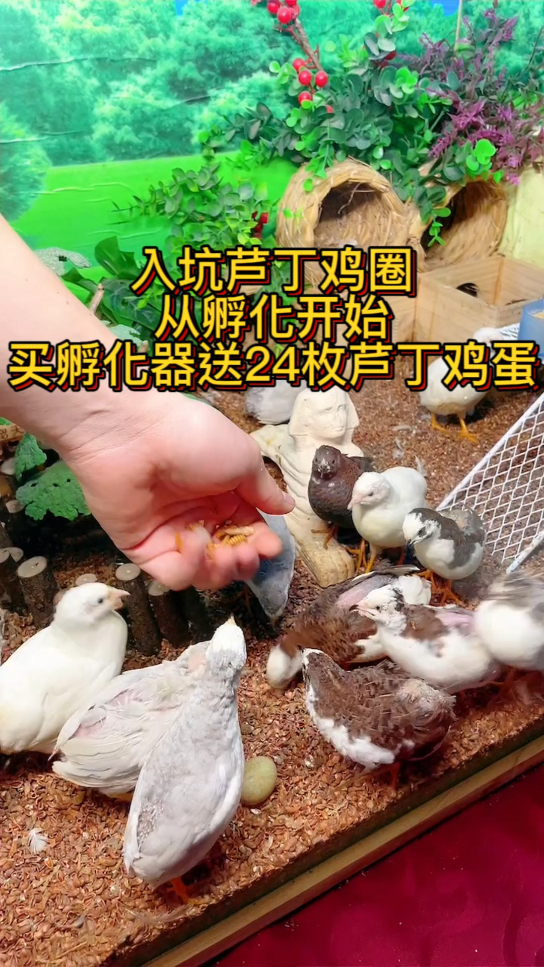 入坑芦丁鸡圈从孵小鸡开始#人工孵化