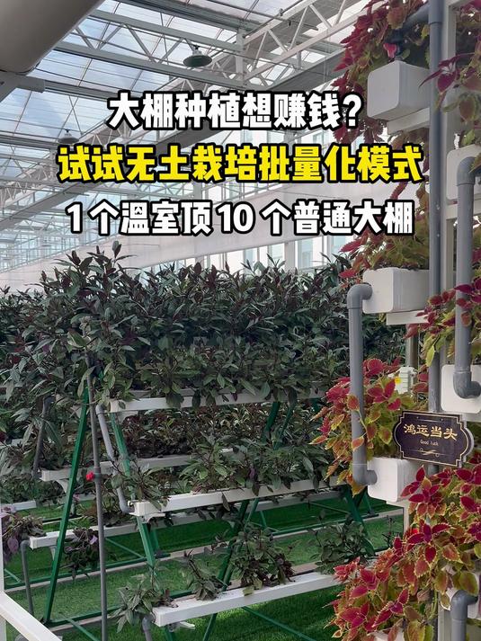 无土栽培大棚种植蔬菜产量增高