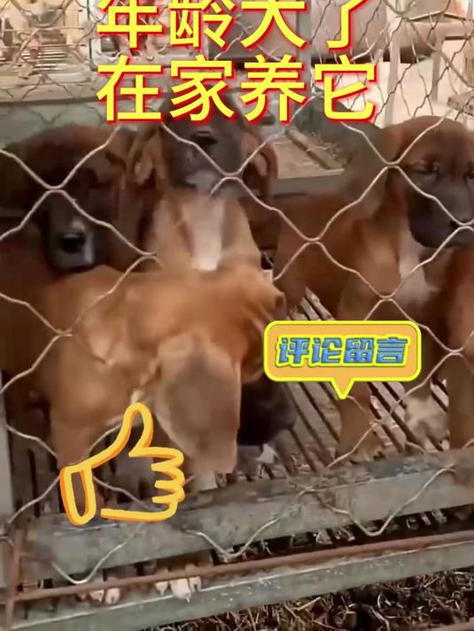 年龄大了在家养狗,提供肉狗苗