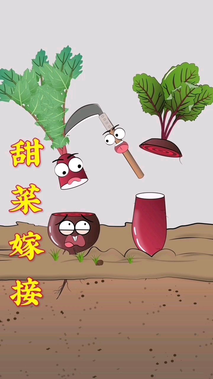 甜菜跟红萝卜外表一样,但是内心不一样
