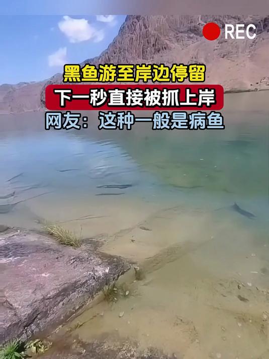 黑鱼游至岸边停留,下一秒直接被抓上岸,网友:这种一般是病鱼