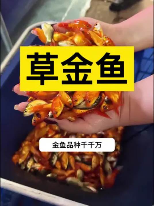 养草金鱼不难!冷水环境咋养好?实用技巧来了