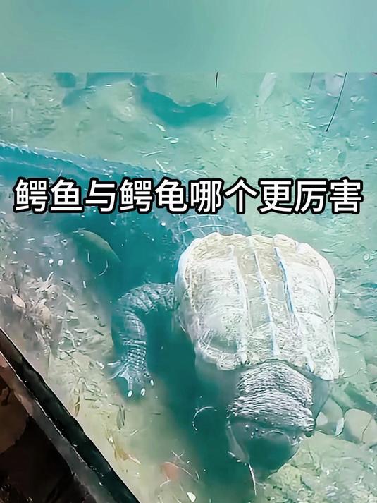 鳄鱼与鳄龟哪个更厉害