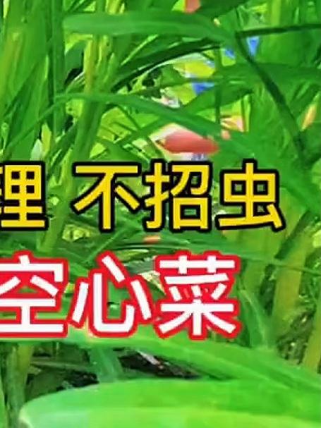 柳叶空心菜耐热不招虫，撒籽就活，越割越长
