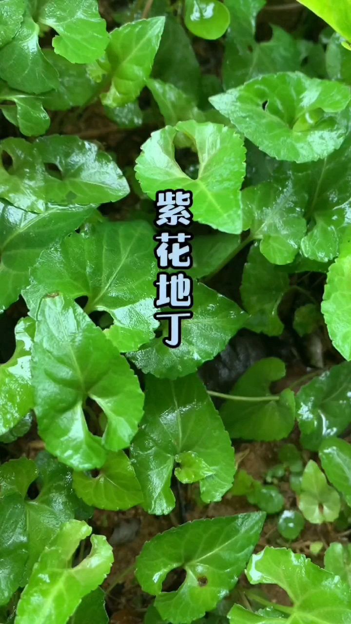 田园采摘野草紫花地丁煮排骨汤