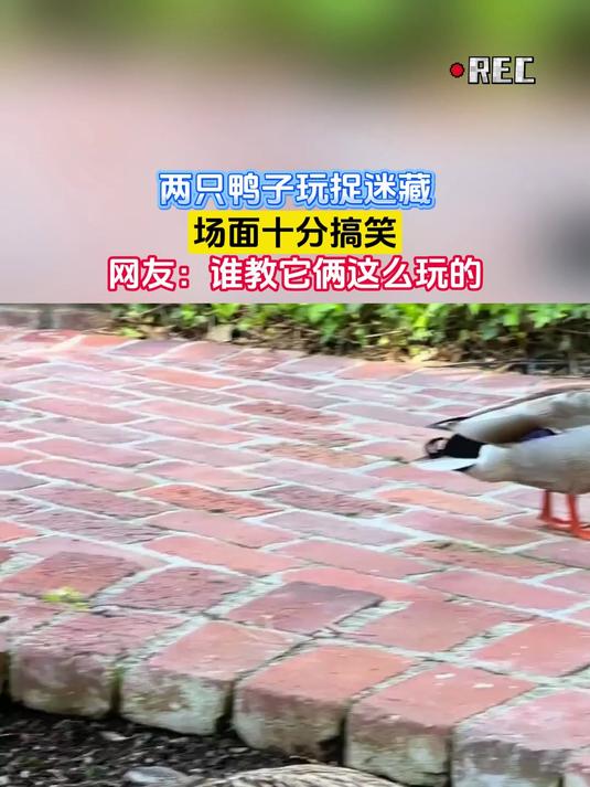 两只鸭子玩捉迷藏,场面十分搞笑,网友:谁教它俩这么玩的