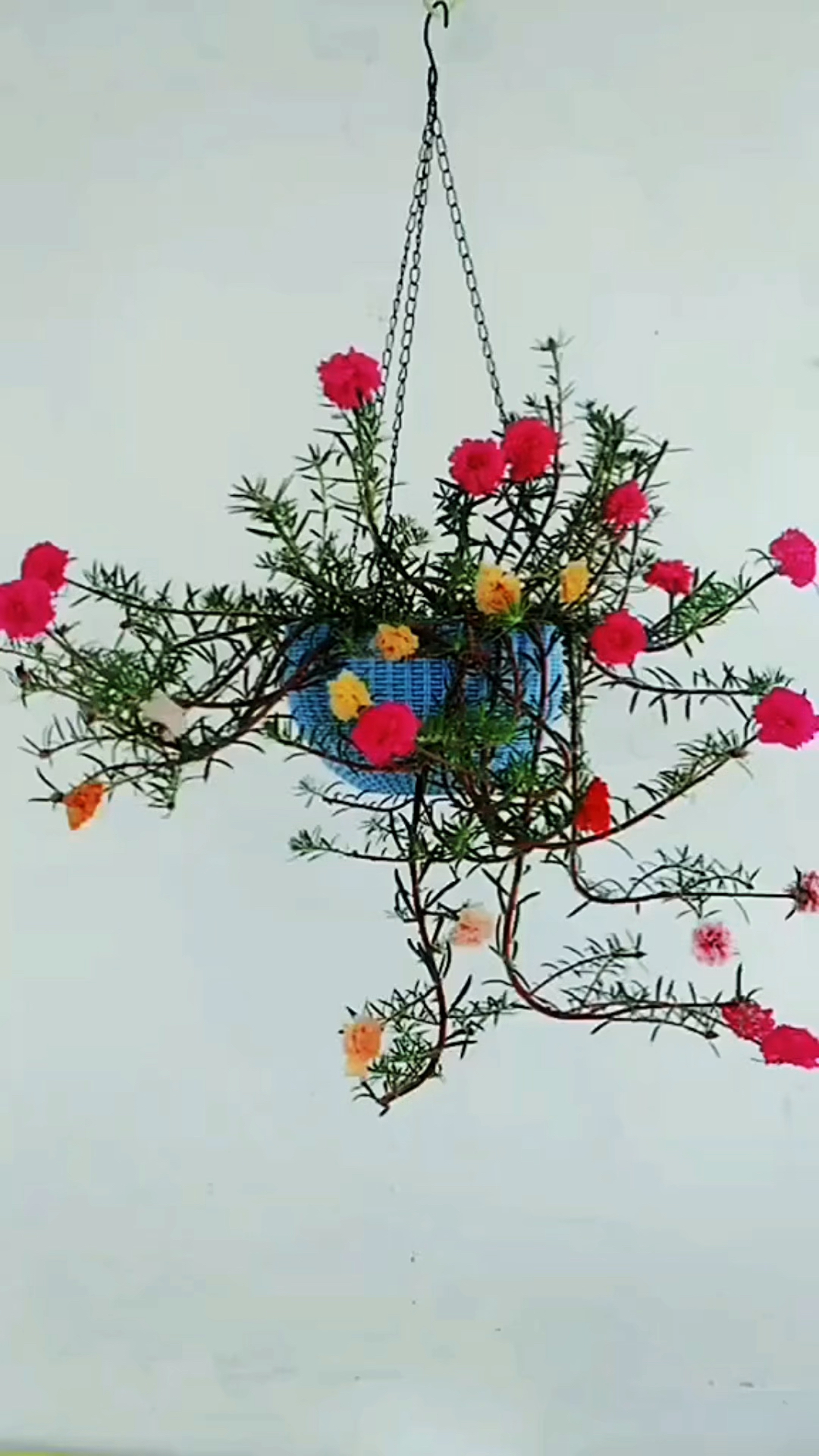 马连菜花的功效和作用是什么呢