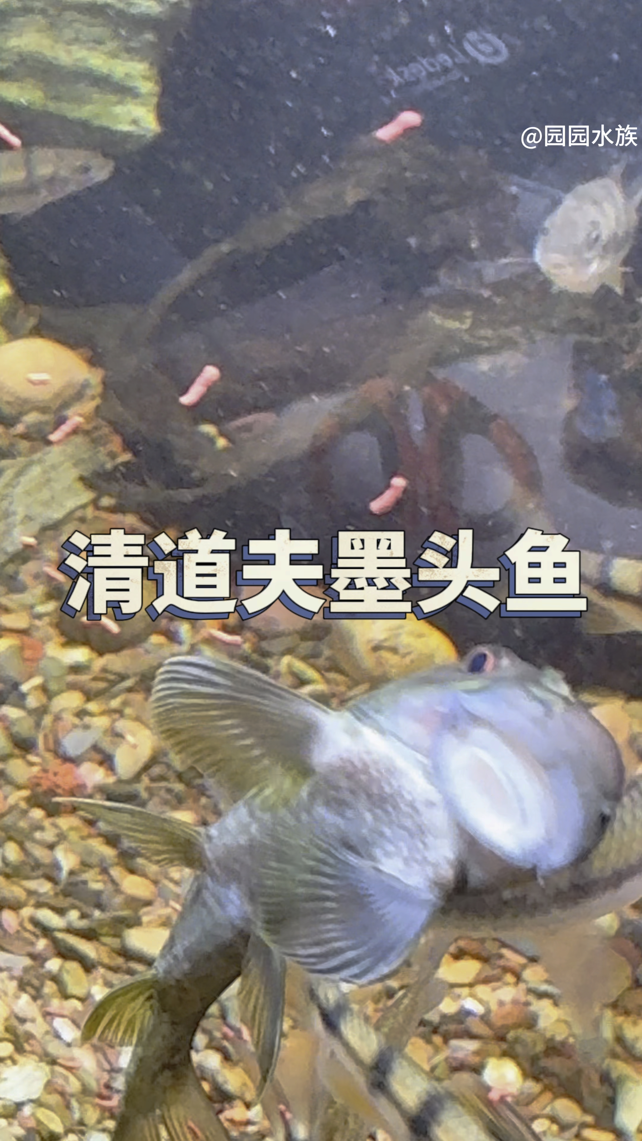 原生鱼中的清道夫又叫墨头鱼#水族#观赏鱼#养鱼养心